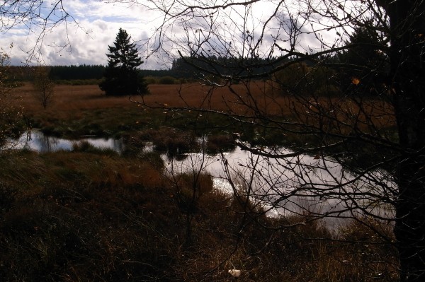 hoefen-hohes venn-monschau - 4 - (c) c tussing.jpg